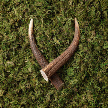 Whole Antlers