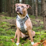 Air Mesh Harness - Anti-Pull, With Handle, Non Restrictive & Adjustable - Carminerose