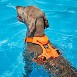 Air Mesh Harness - Anti-Pull, With Handle, Non Restrictive & Adjustable - Carminerose