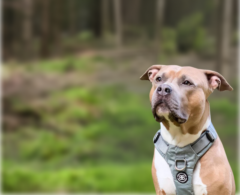 Mesh Air Harness – BullyBillows