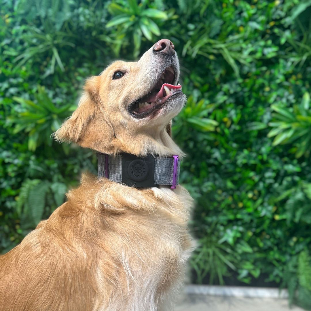 featured image of 5cm Combat® Collar | With Handle & Secure Clip