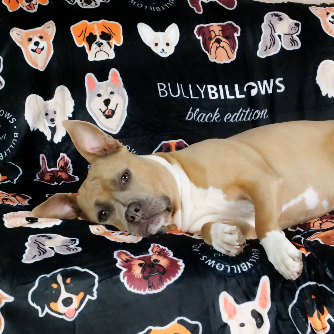 featured image of Black Edition | Luxury Blanket