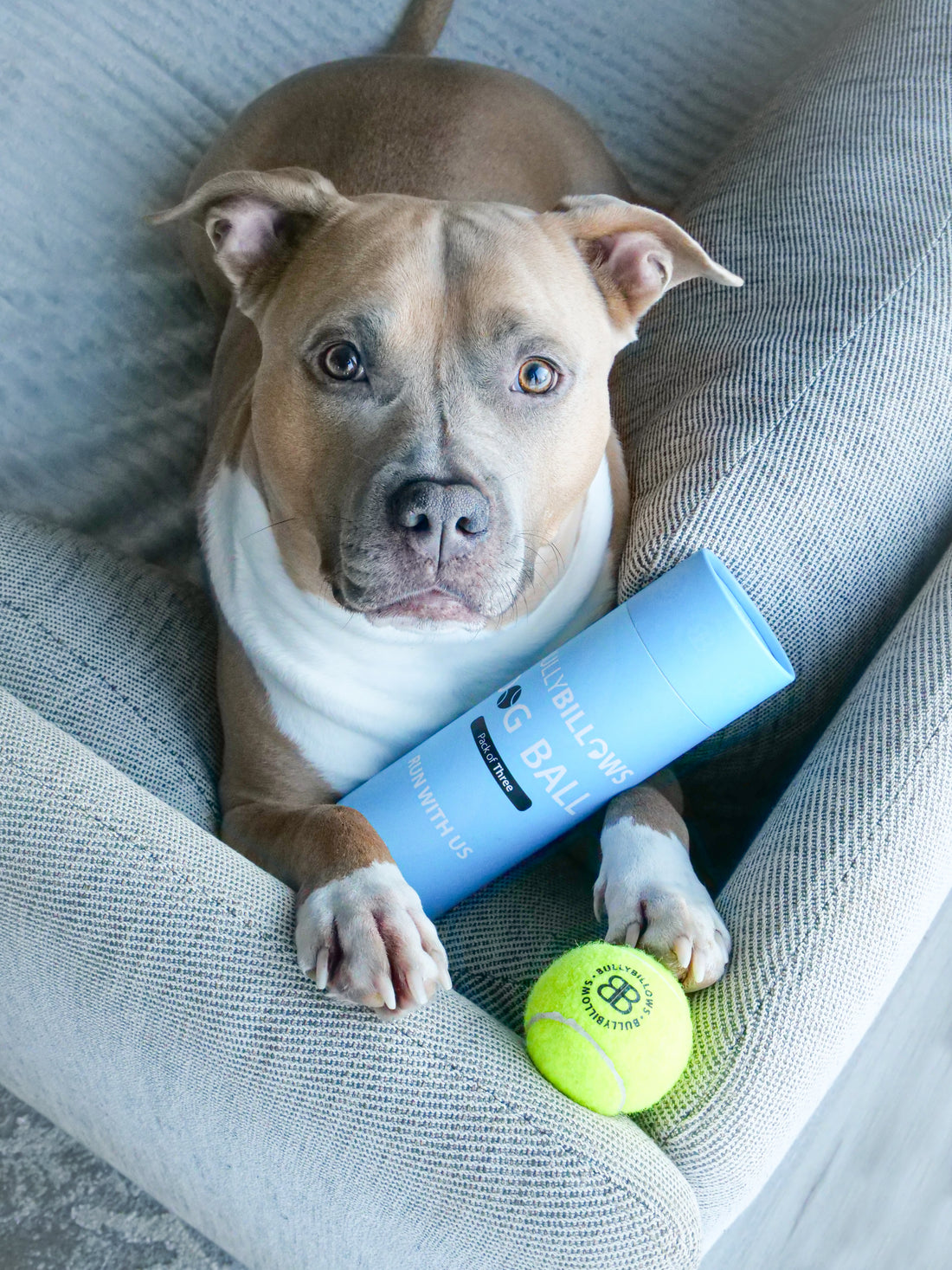 featured image of Dog Tennis Balls