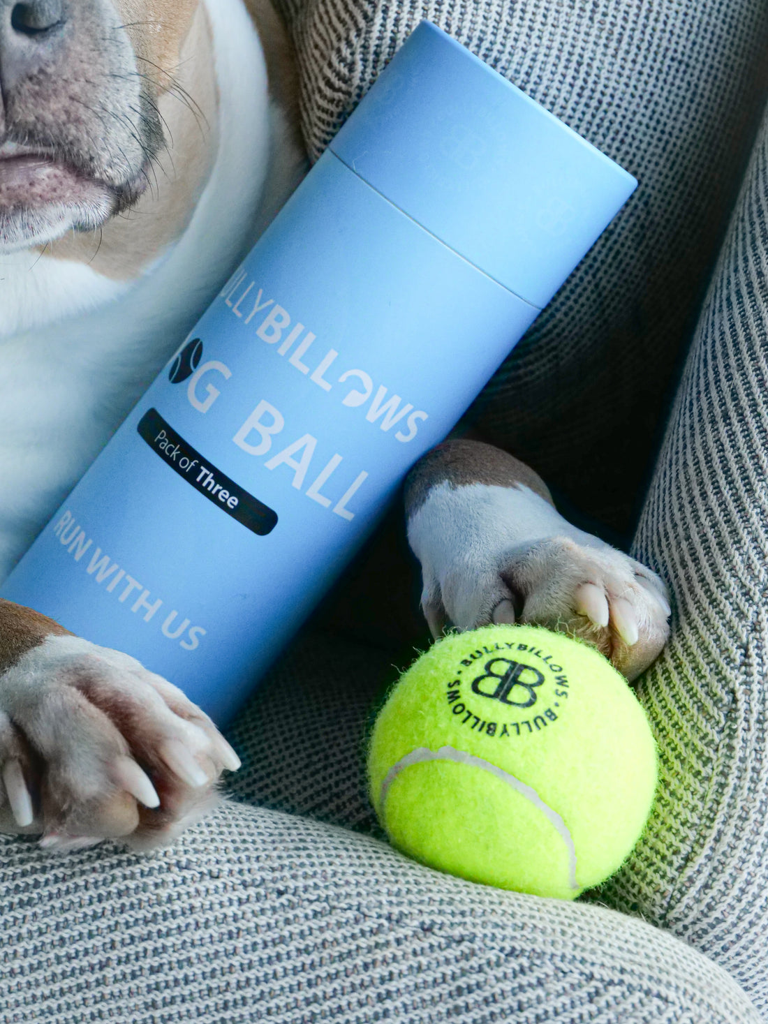 featured image of Dog Tennis Balls