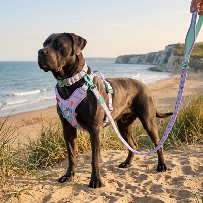 Daily water calculator for dogs