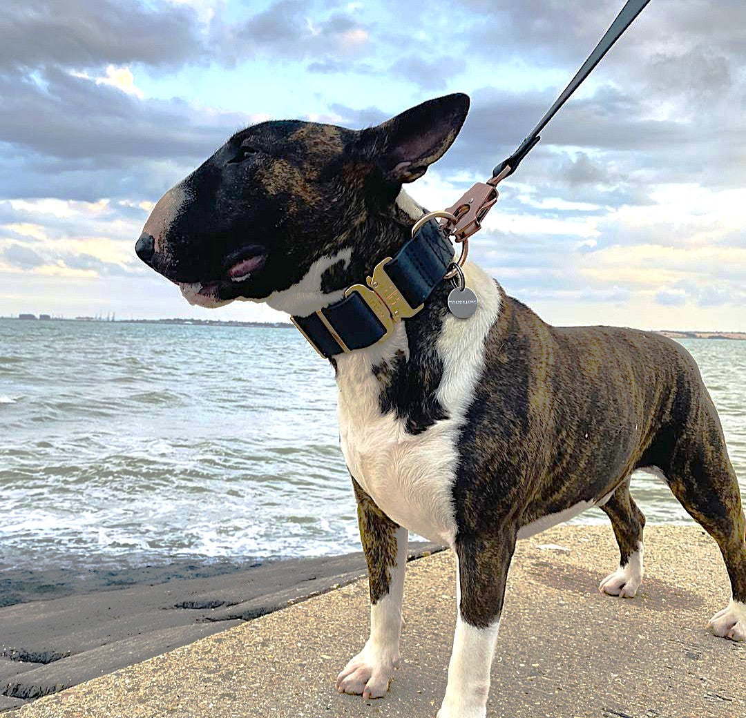 featured image of 5cm Combat Billowthane® Collar | Waterproof - Rose Gold