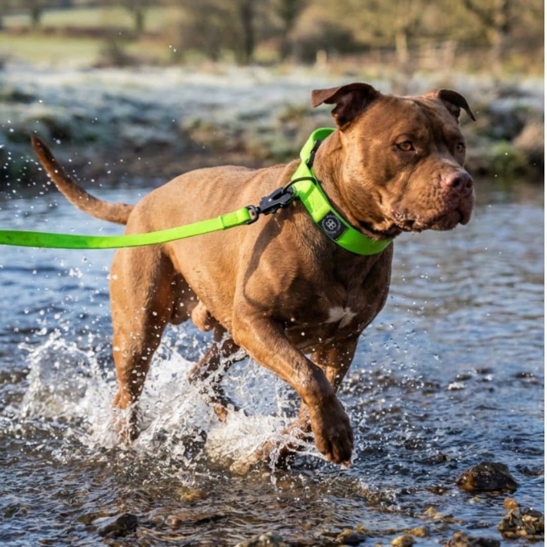 featured image of 10m Recall Waterproof Lead | Billowthane®
