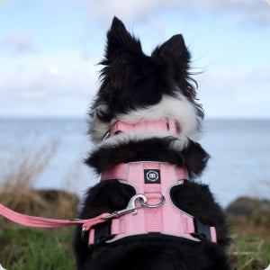 Border Collie lead