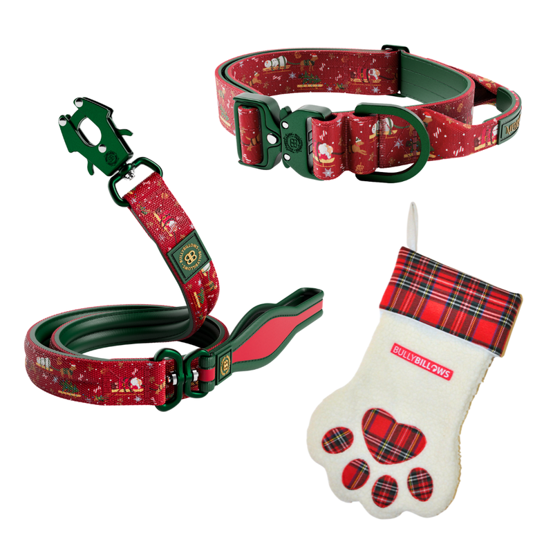 MerryBillows 4cm Collar and Lead Bundle with Treats and Teddy - Large Dog