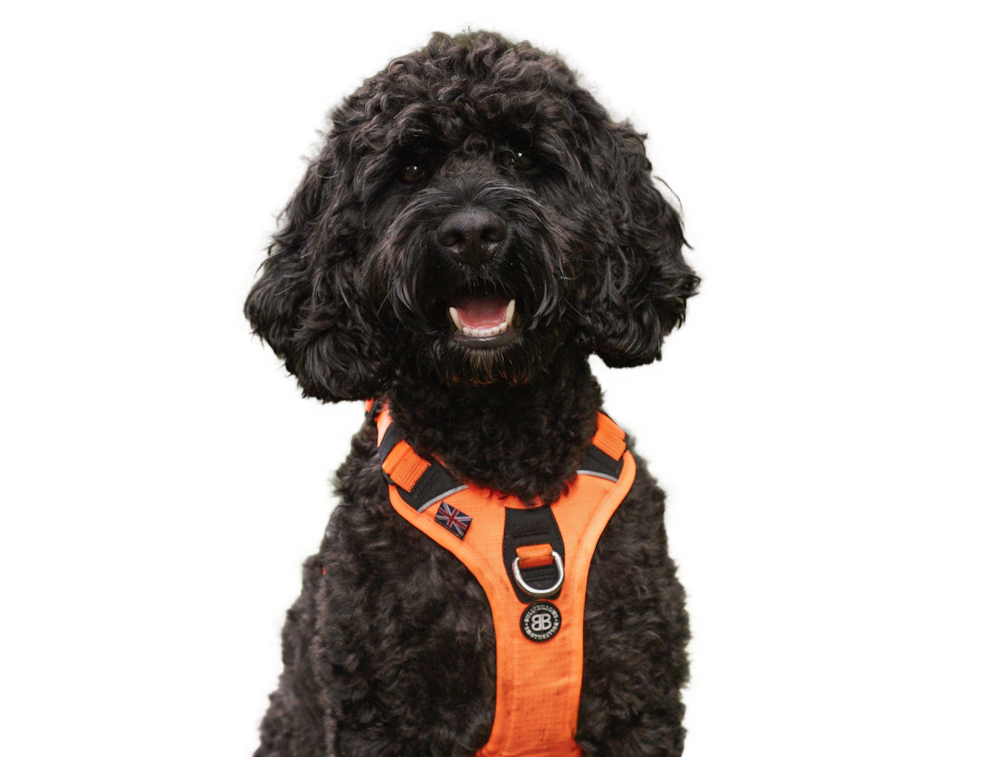 Harnesses, Collars & Leads for Cockapoos BullyBillows