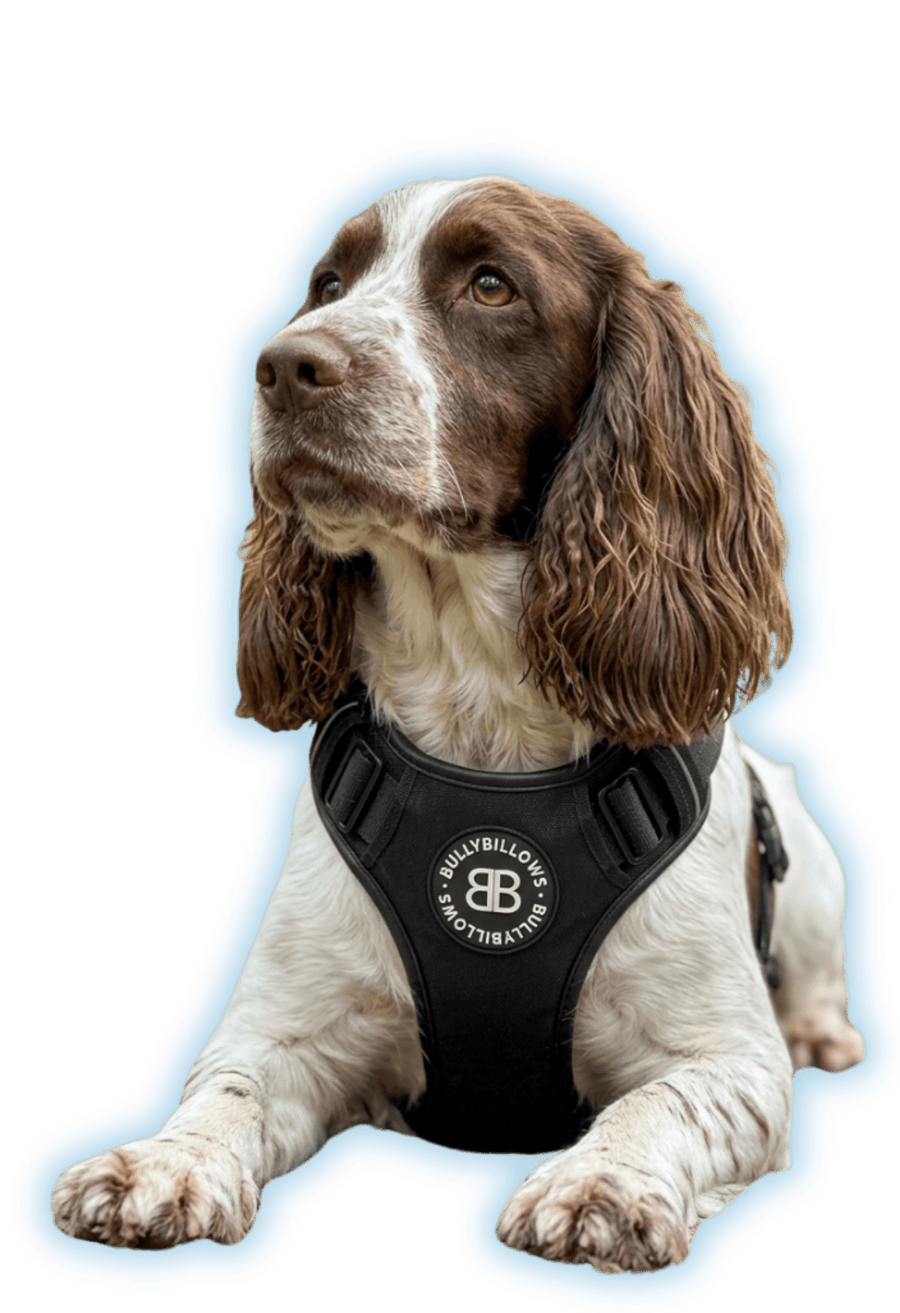 Cocker Spaniels – BullyBillows