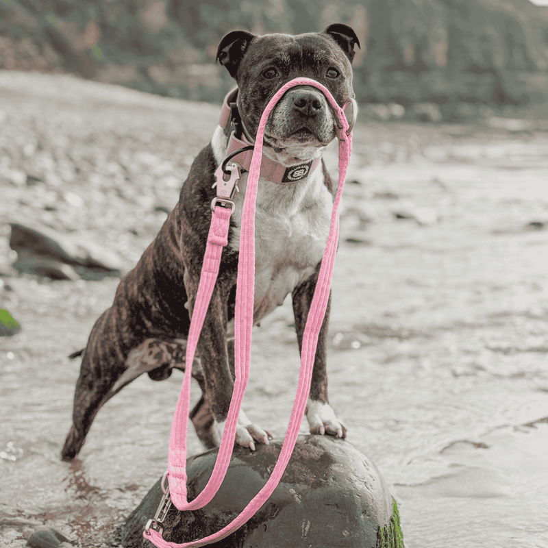 5cm Combat Waterproof Collar | Billowthane®
