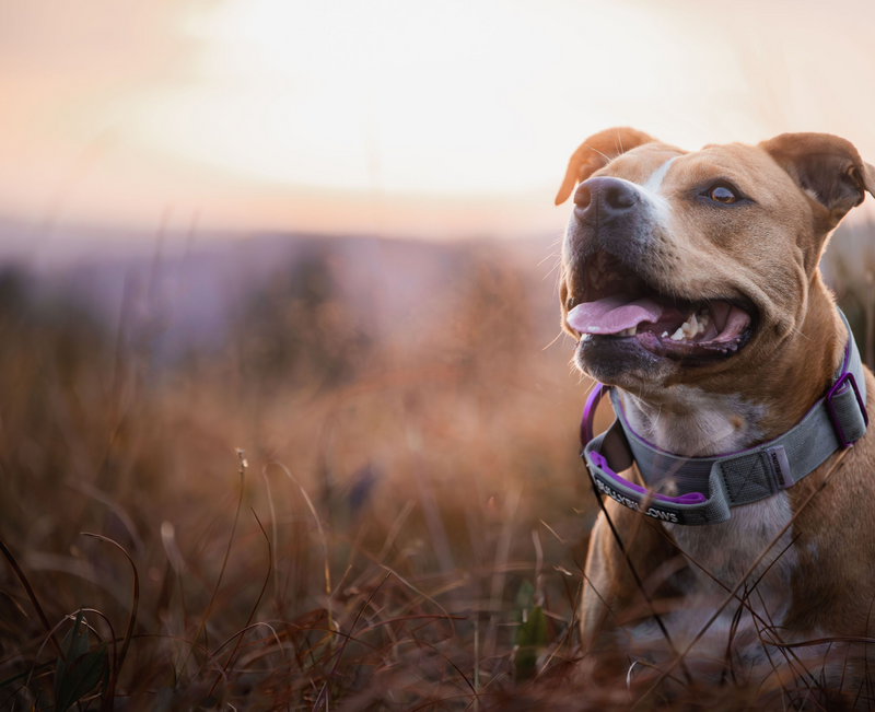 Combat® Clip Collars