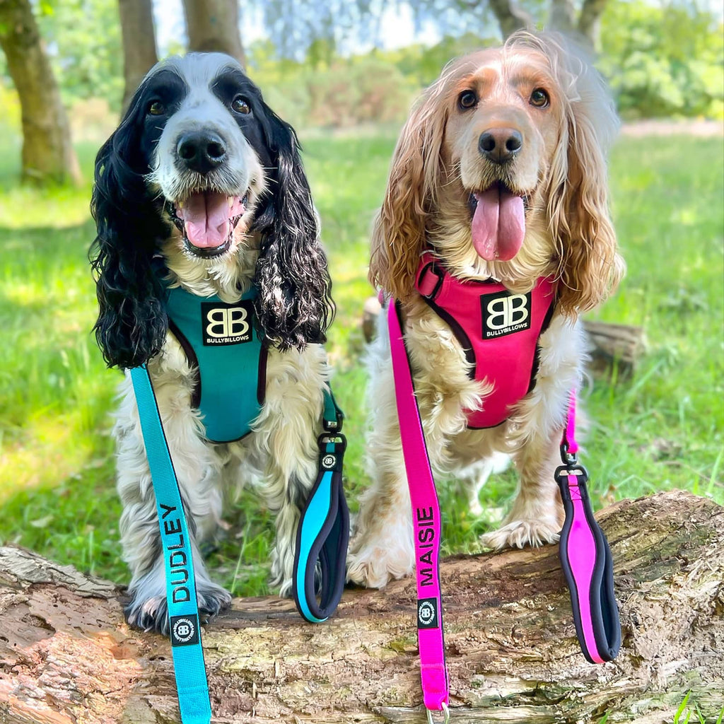 Dudley, Maisie & Clemmie