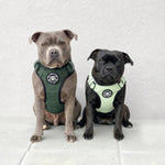 Premium Comfort Tweed Harness | Non Restrictive & Adjustable - Forest Green