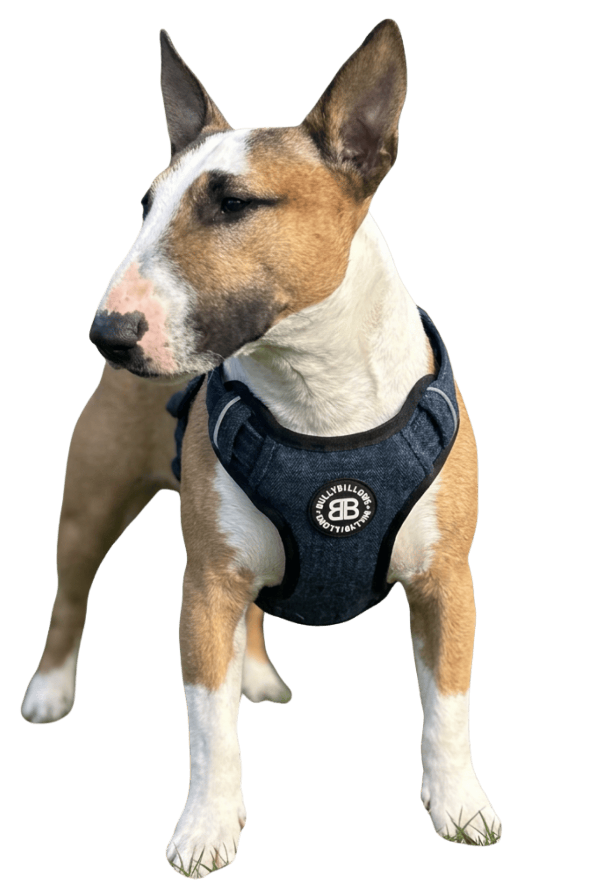photo of English Bull Terriers