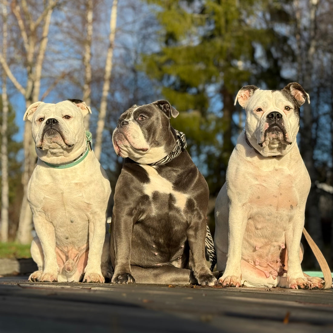 Hulda, Affe & Daisy