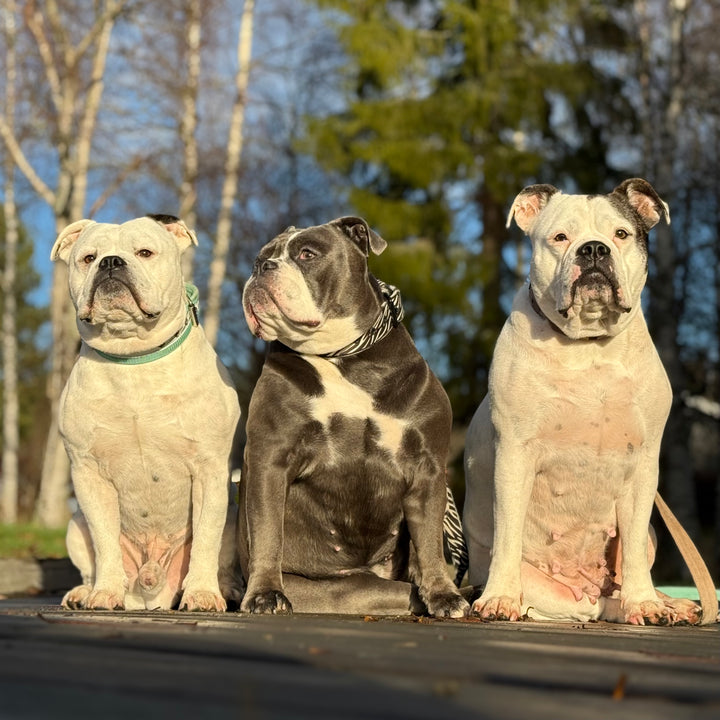 Hulda, Affe & Daisy