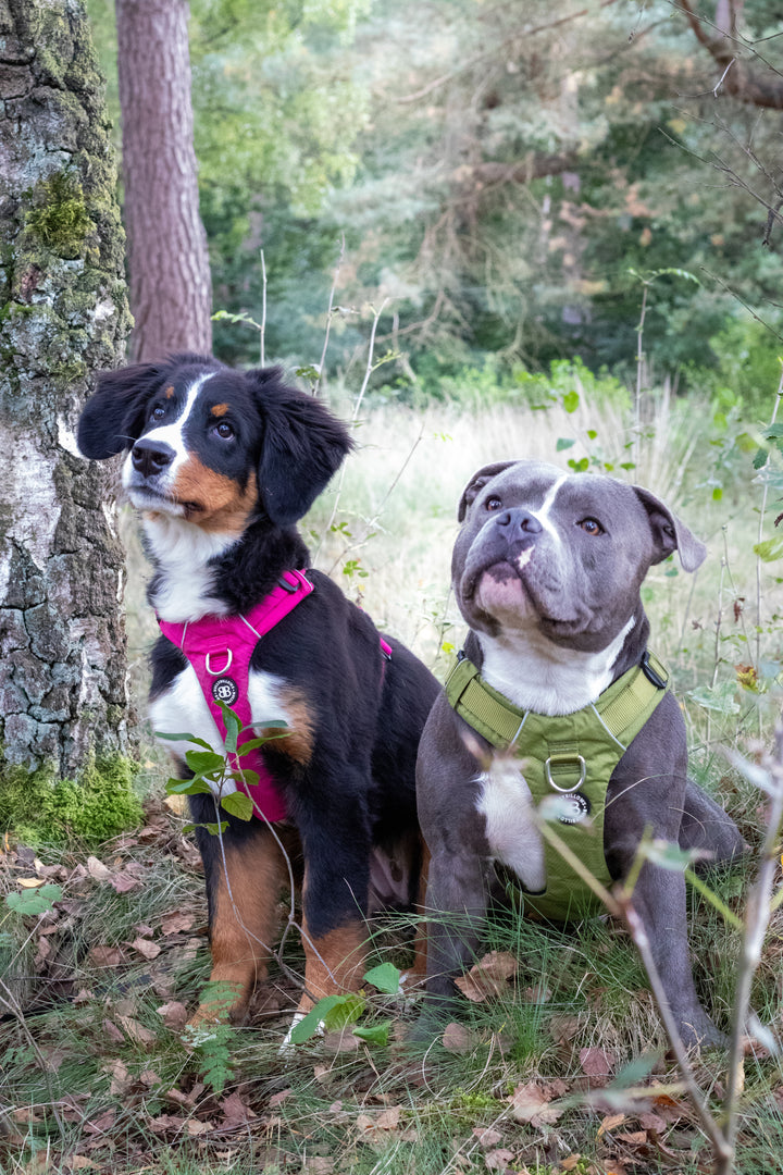 Macky & Flurry