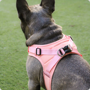 Frenchie harness