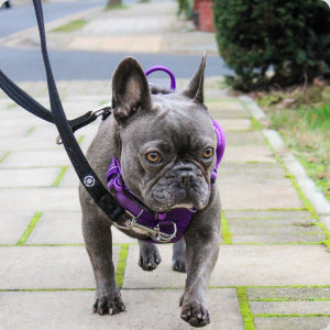 Frenchie lead