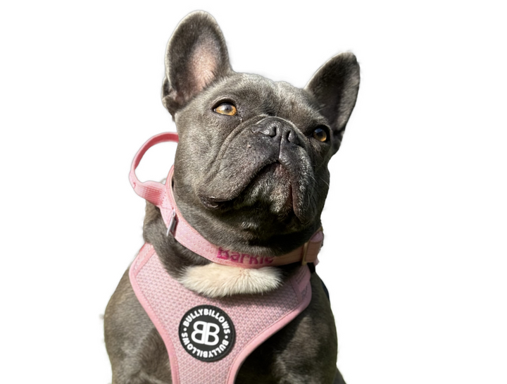 Frenchie