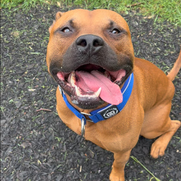 Gus
