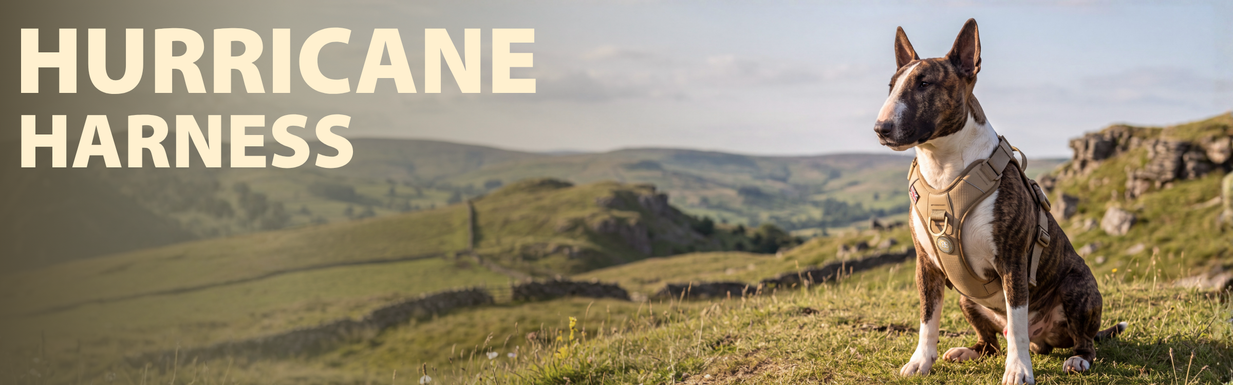 dog wearing hurricane harness sitting in a  hillside