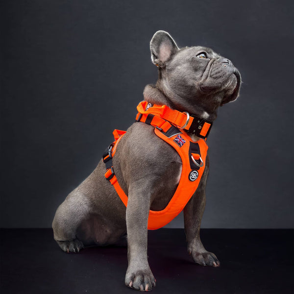 Anti Pull Hurricane Harness Lighter | With Handle - Orange