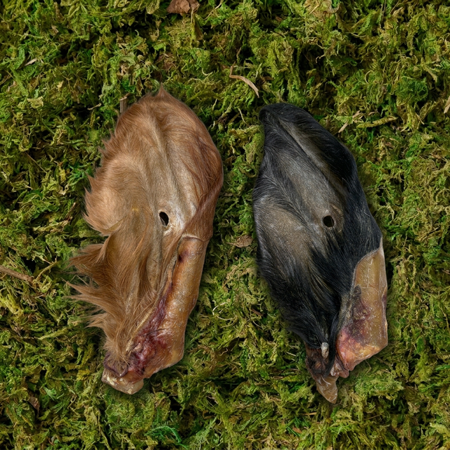 Hairy Cows Ears - 2 Pieces