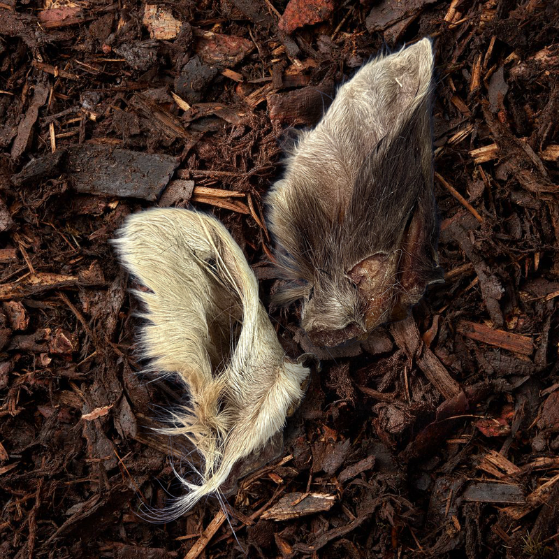 Hairy Cows Ears - 2 Pieces