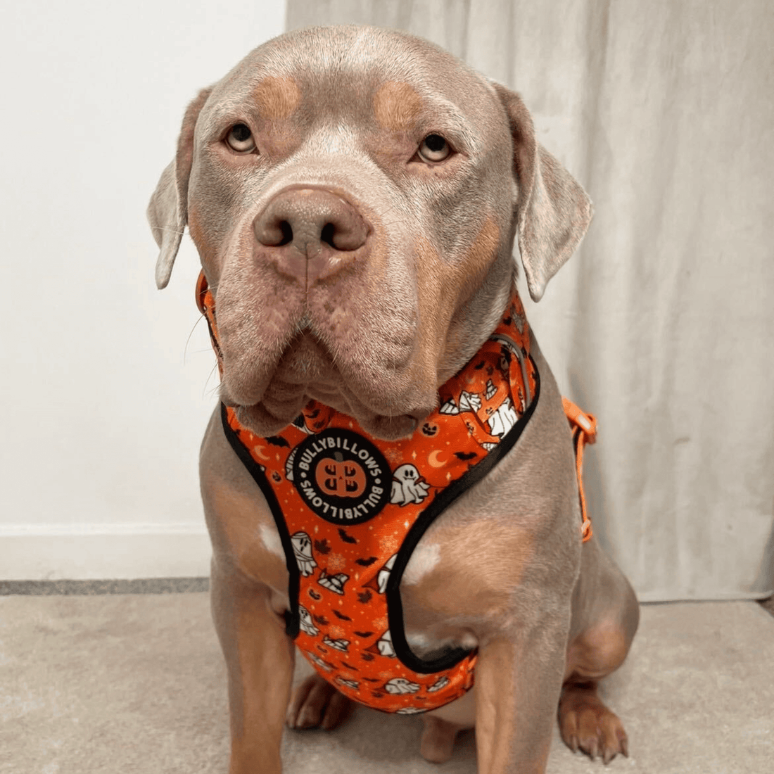 Dog wearing Halloween BullyBillows Harness