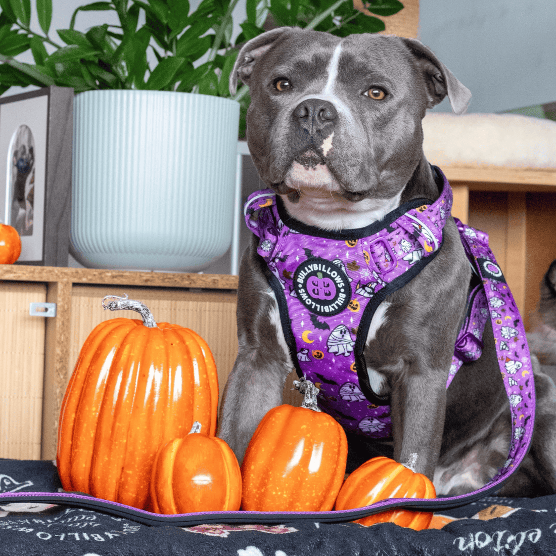 A gray dog wearing a purple Halloween-themed harness with pumpkins and bats, sitting among orange pumpkins in a home setting.