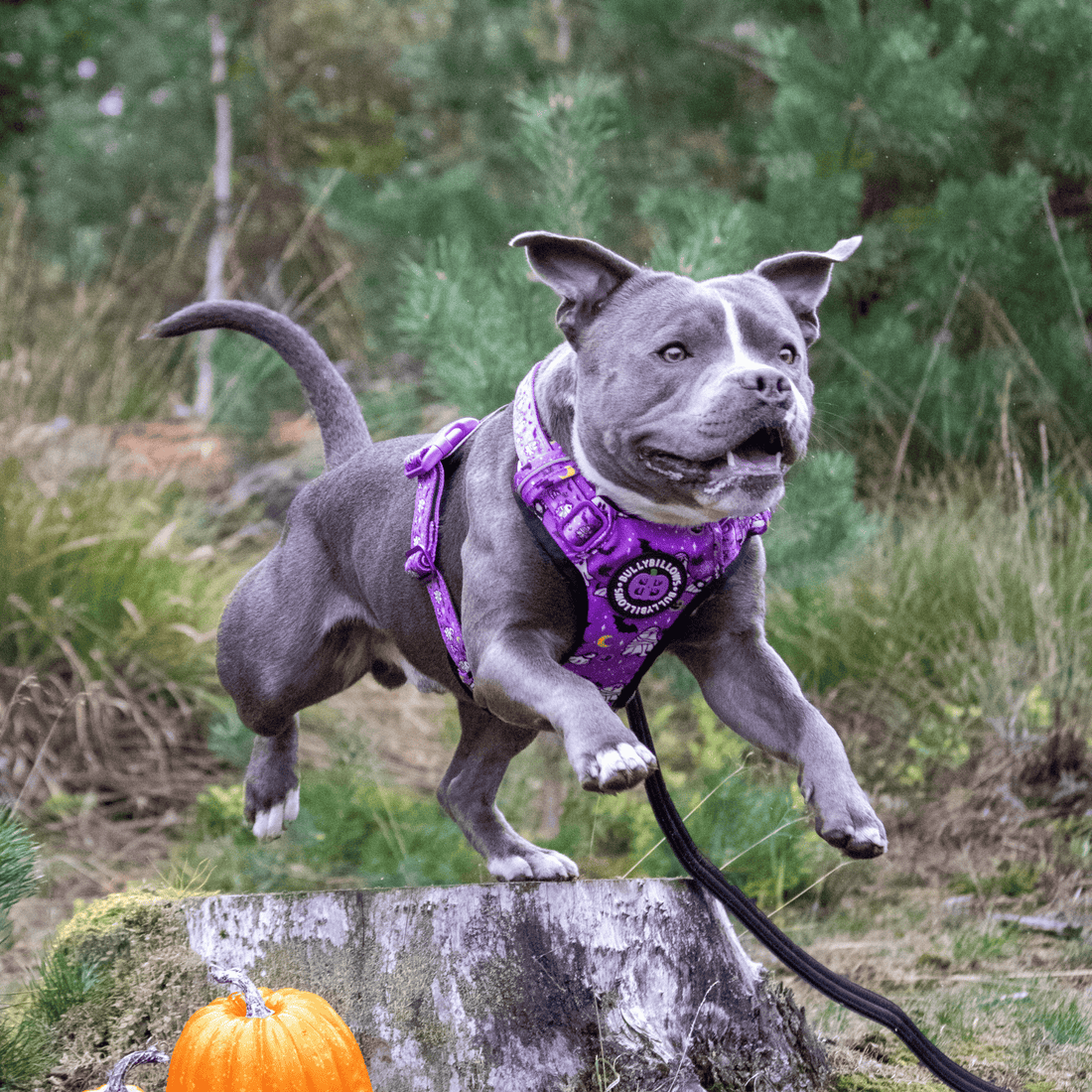 A gray dog jumping over a tree stump in an outdoor forest setting, wearing a purple patterned harness and leash.