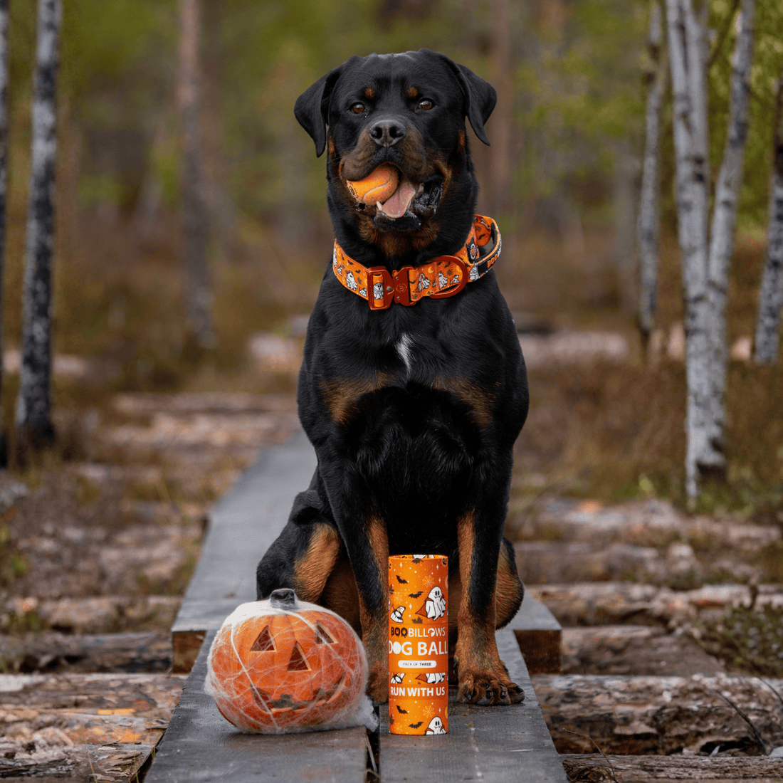 A Rottweiler dog sits on a wooden boardwalk in a forest, wearing an orange Halloween-themed collar. In front of the dog are orange Halloween treats and a jack-o'-lantern wrapped in plastic.