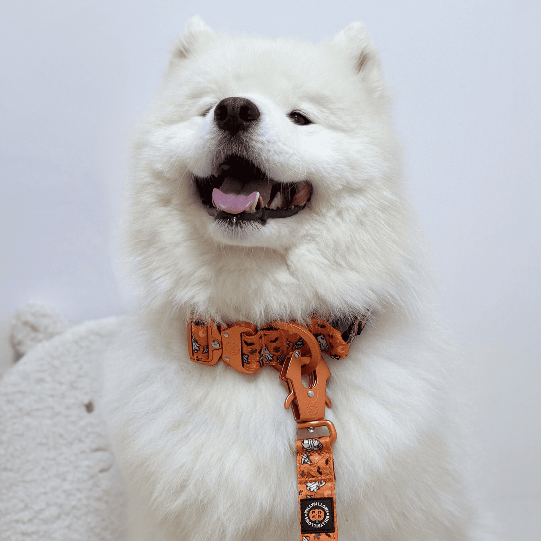 A fluffy white Samoyed dog wearing an orange patterned harness and matching leash against a light gray background.