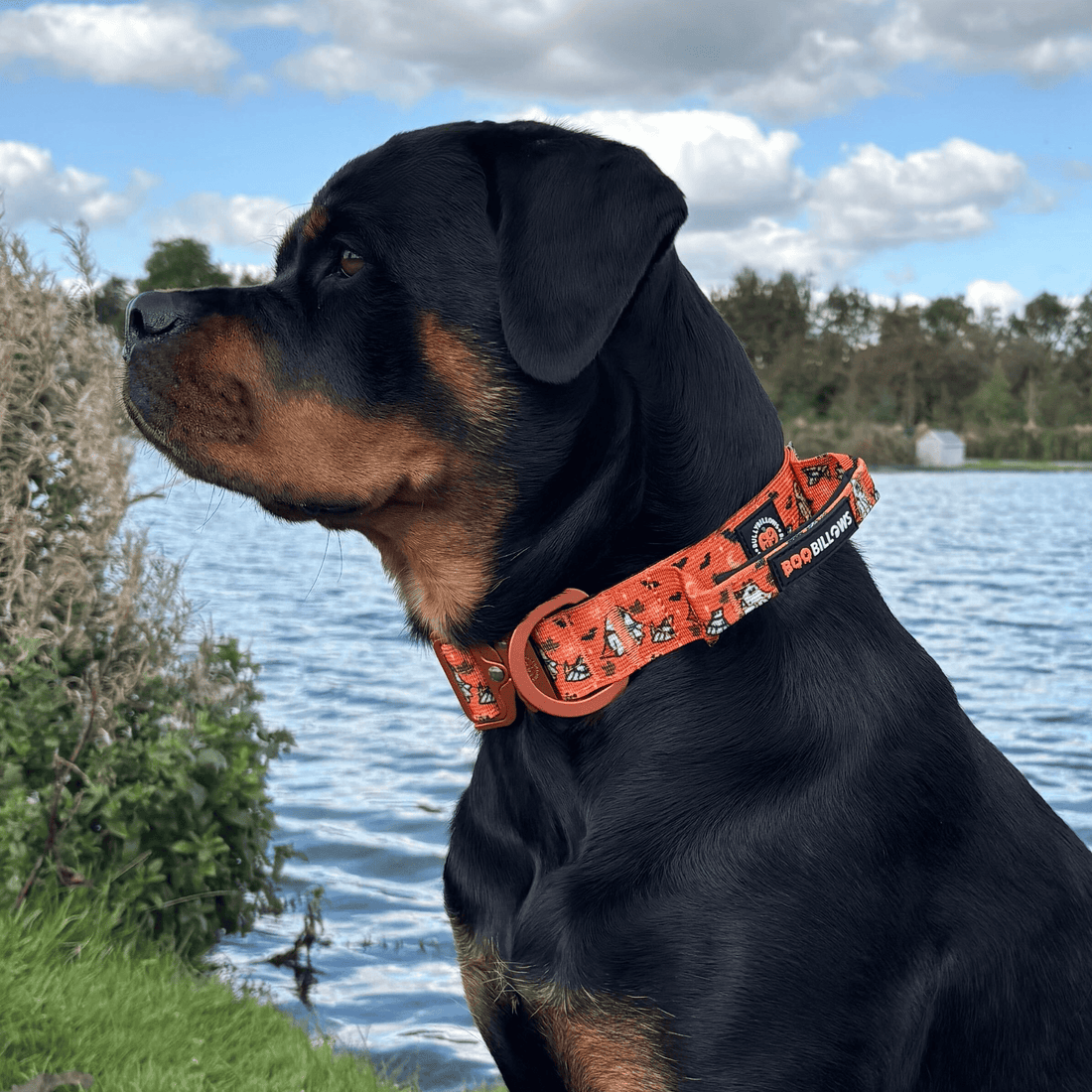 A Rottweiler dog wearing an orange patterned collar with cartoon graphics, pictured outdoors next to a lake with a blue sky and clouds in the background.
