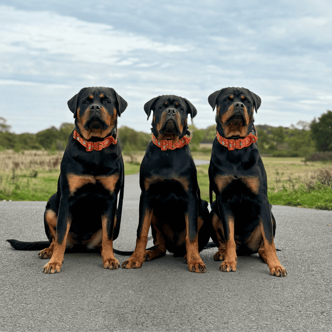 Three Rottweiler dogs sitting side by side on a paved road outdoors, each wearing a matching orange and black patterned collar.