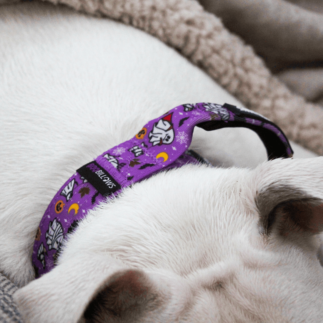 A close-up of a white dog wearing a purple Halloween-themed harness with a black and purple pattern featuring ghosts, pumpkins, bats, and moons, resting on a beige blanket.