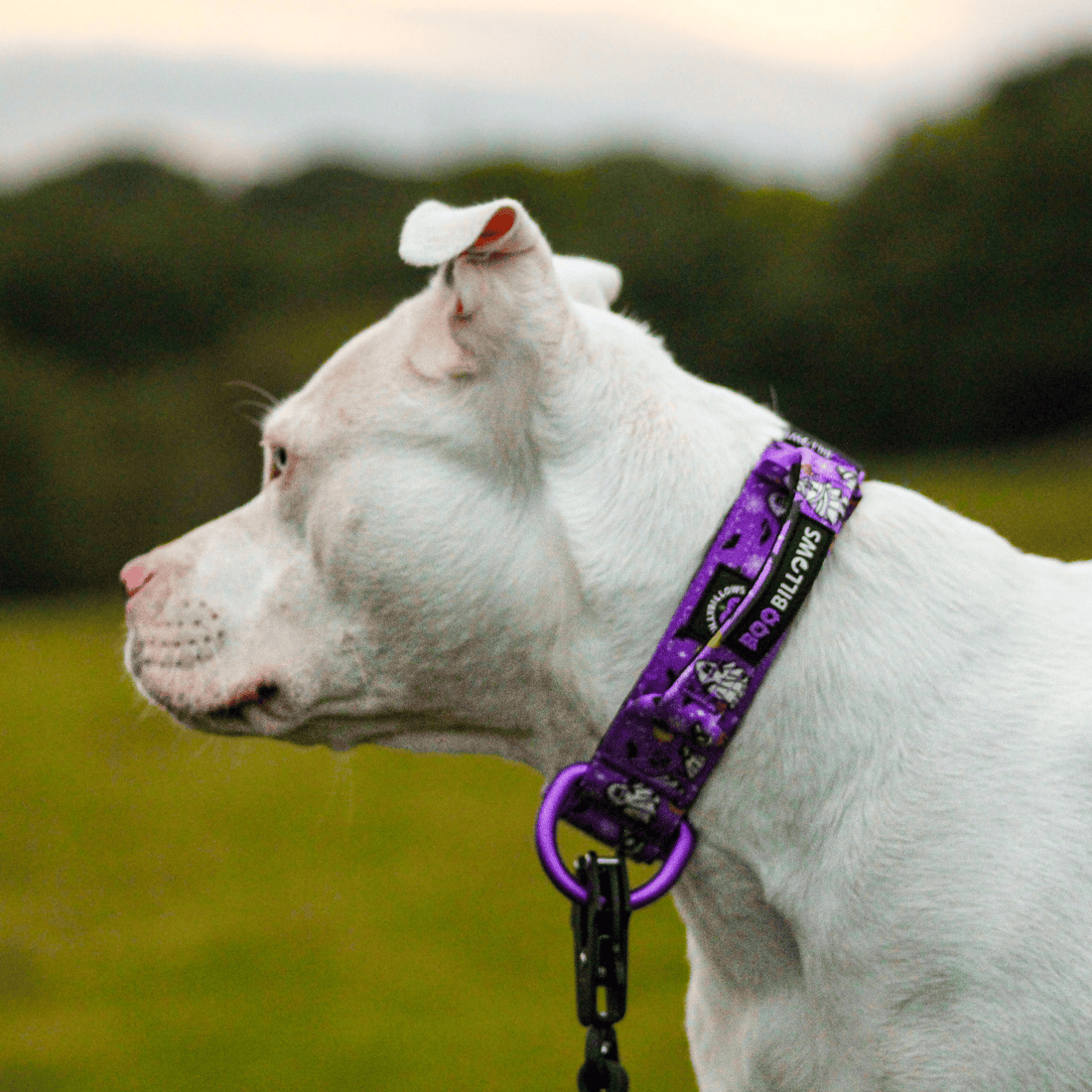 A white dog in profile wearing a purple patterned collar with a black leash attached, photographed outdoors on a blurred green field background.
