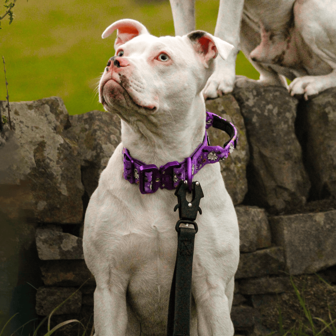 A white pitbull-type dog wearing a purple patterned collar and black leash, sitting outdoors in front of a stone wall with another dog partially visible in the background.