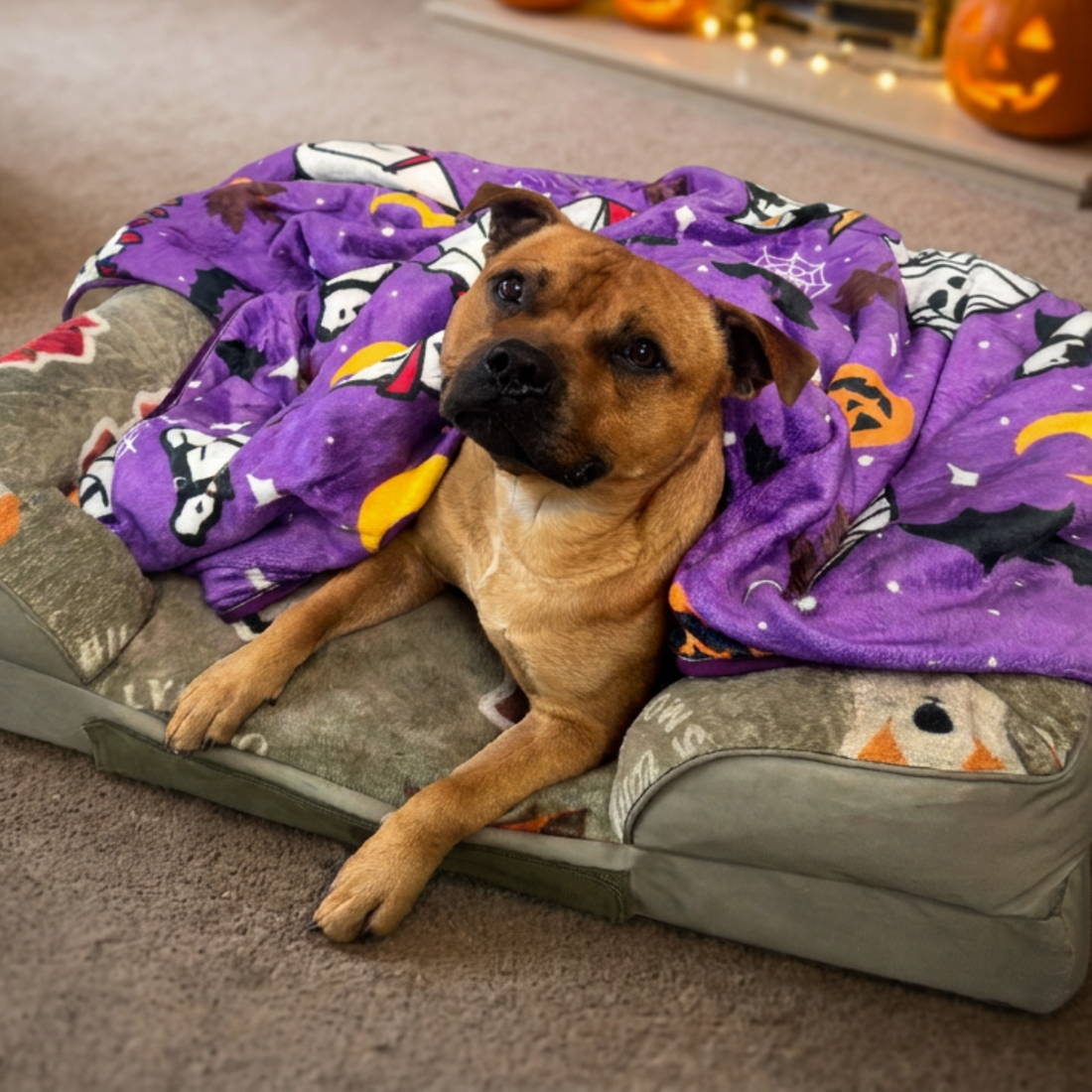 A tan dog lies on a gray pet bed covered with a purple Halloween blanket featuring pumpkins, bats, ghosts, and spiders, in a cozy indoor setting with string lights and jack-o'-lanterns in the background.