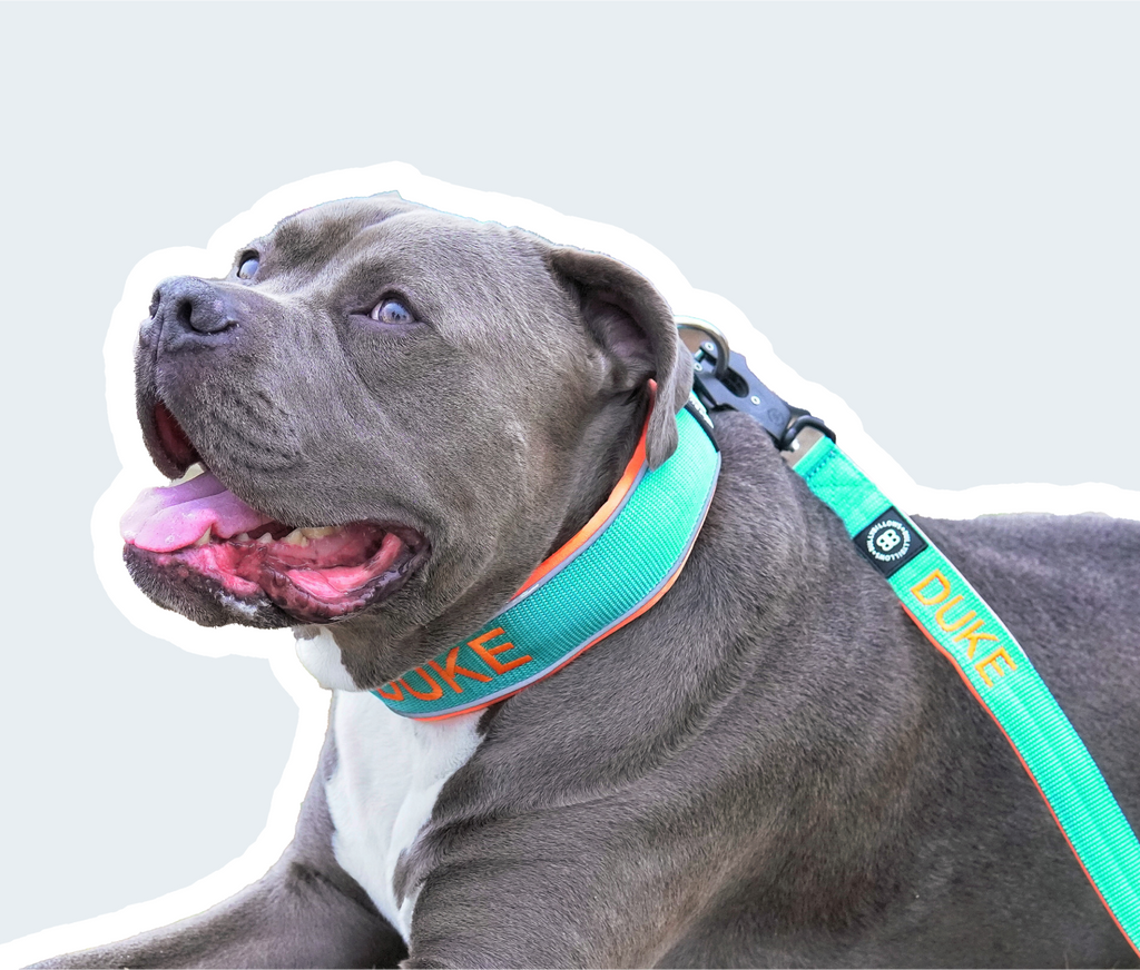 American XL Bully dogs: What happens if you own a banned breed? - Nottinghamshire Live