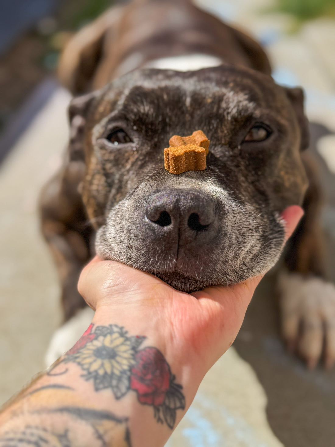 featured image of Dog Hip & Joint Chews | Daily Mobility Supplement