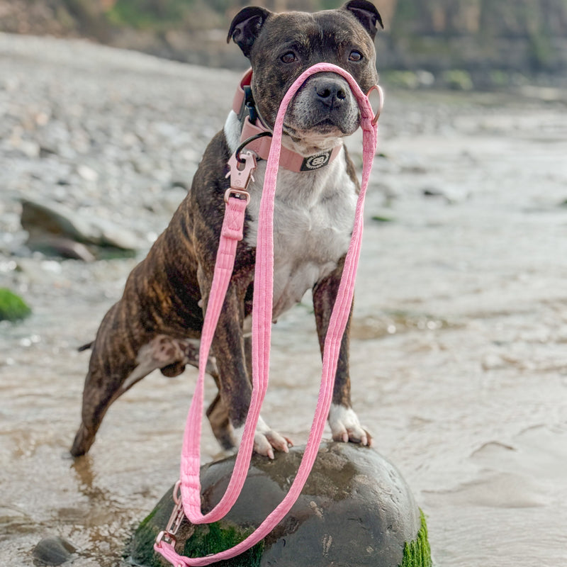 Lightweight Training Double Ended Dog Lead | 2m Length - Pink