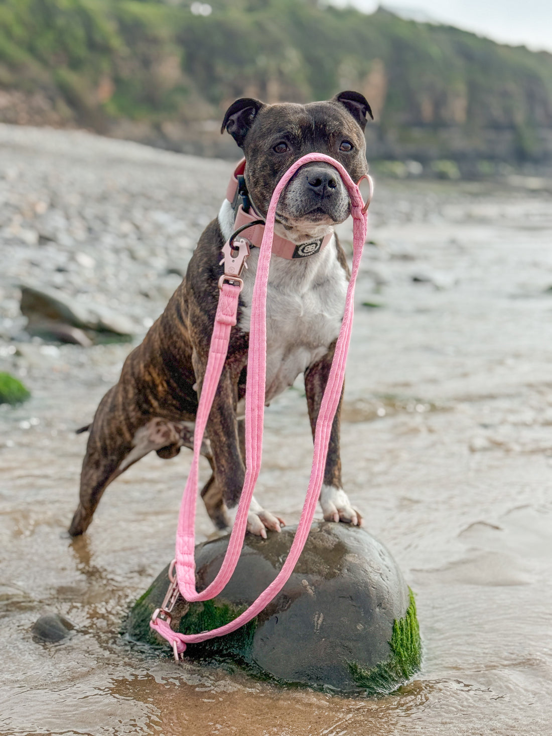 featured image of Lightweight Training Double Ended Dog Lead | 2m Length - Pink