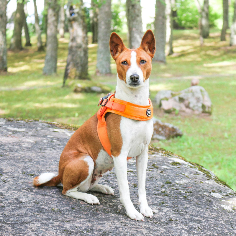 Boomerang Harness - XS-M Breeds - Black