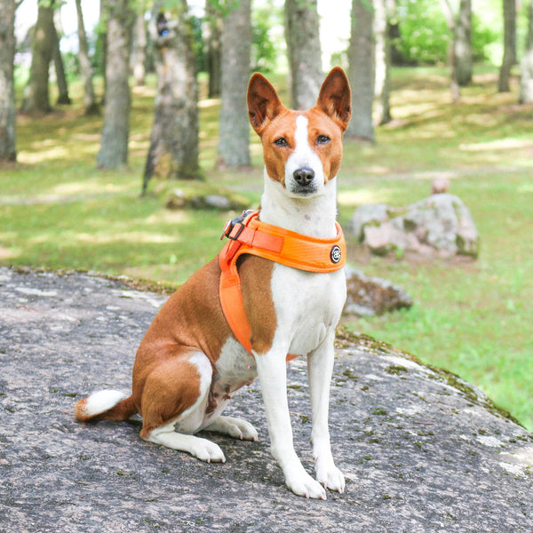 Boomerang Harness - XS-M Breeds - Carminerose
