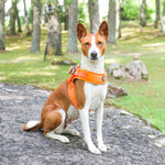 Boomerang Harness - Non Restrictive, Lightweight, Small - Medium Breeds -  Carminerose