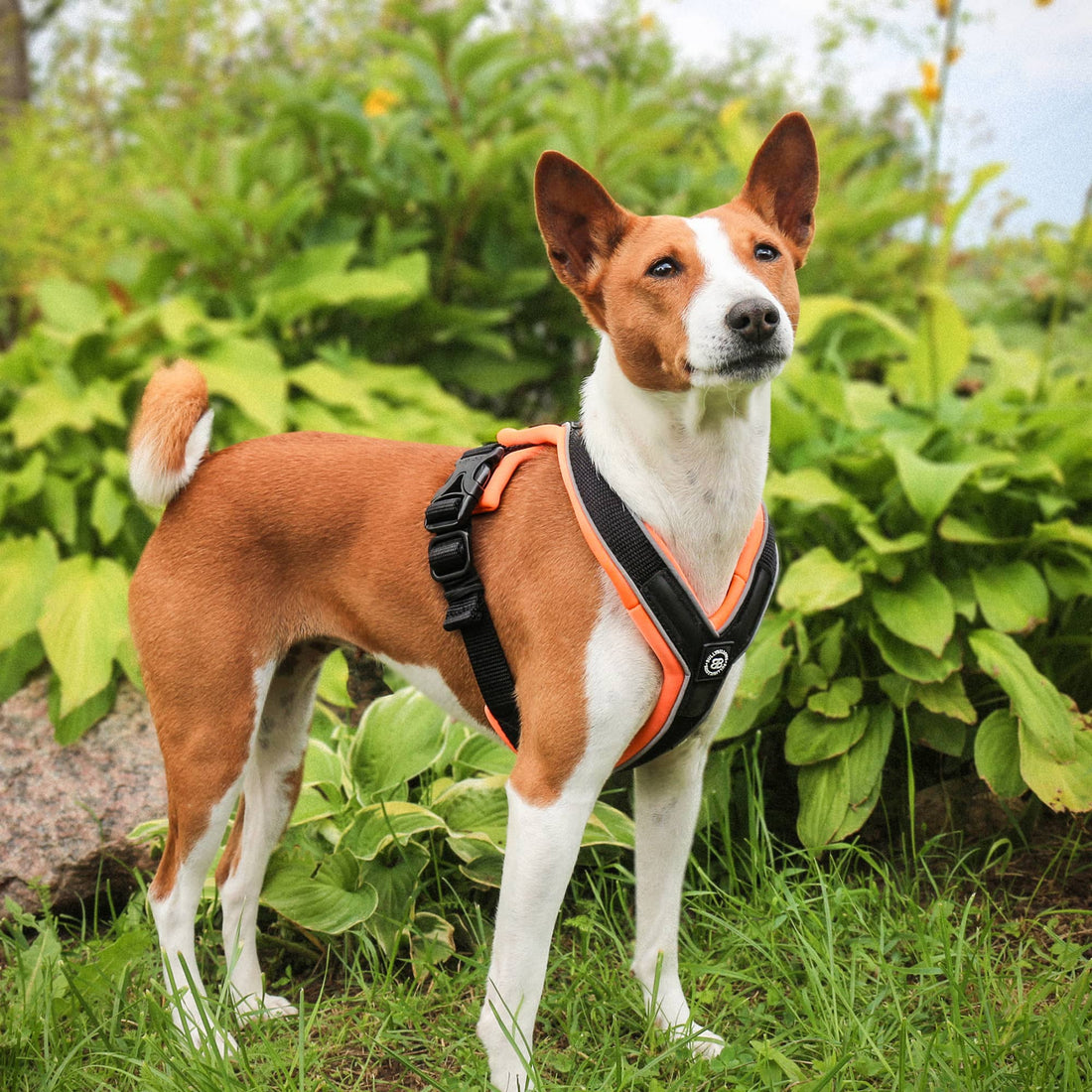 featured image of Slip on Harness | Foam Padded - Metal Grey